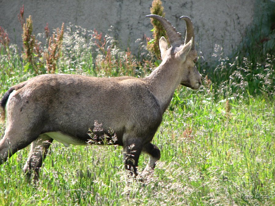 Masoni 261.jpg - A passeggio nell'erba alta
